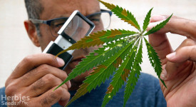 Symptome einer Cannabispflanze