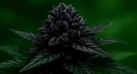 black weed