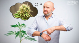 Was tun, wenn Ihr Cannabis nicht blüht?