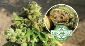 Organic Cannabis Seeds At Herbies