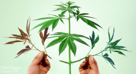 Cannabis veredeln