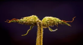 Cannabis-Blütenkelche