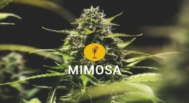 mimosa cannabissorte