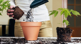 Cannabis verpflanzen 101