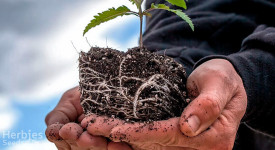 Gesunde Wurzeln für gesunde Cannabispflanzen