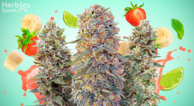 fruity weed strains
