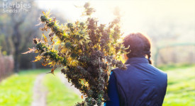 wie man den Cannabisertrag steigert