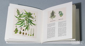 Anatomie einer Cannabispflanze