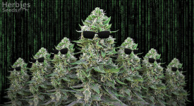 wie man Cannabispflanzen klont