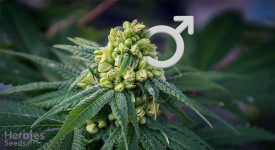 männliche Marihuana-Pflanze