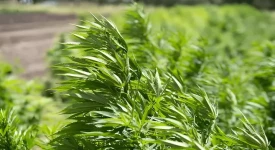 Windbrand bei Cannabispflanzen