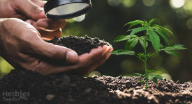 Bester Boden für den Cannabisanbau