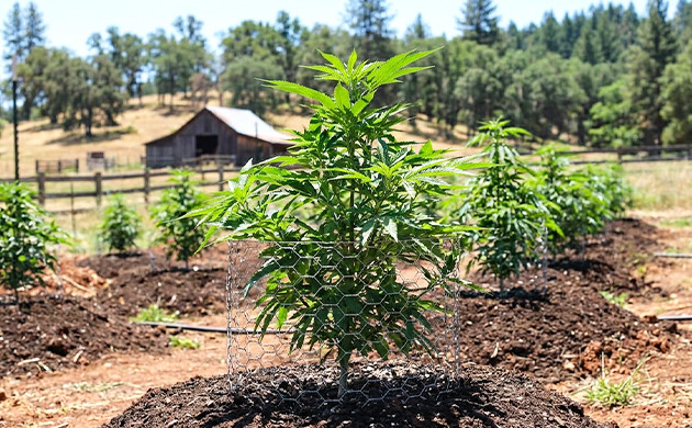 Cannabis outdoor cost to grow marijuana