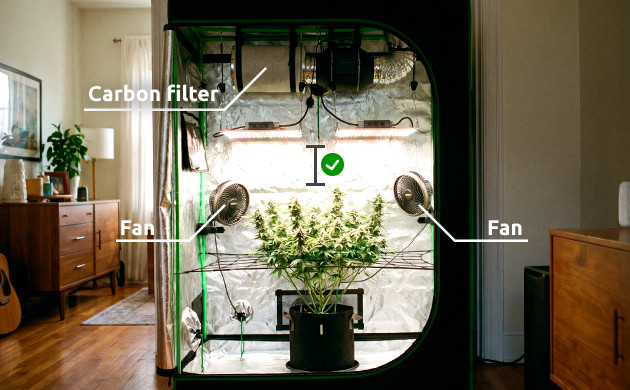 cannabis heat stress recovery