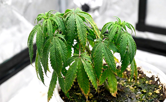 Bewässerung von Cannabissämlingen