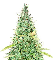 Critical XXL Auto (Herbies Seeds) Cannabis-Samen Critical XXL Auto (Herbies Seeds)