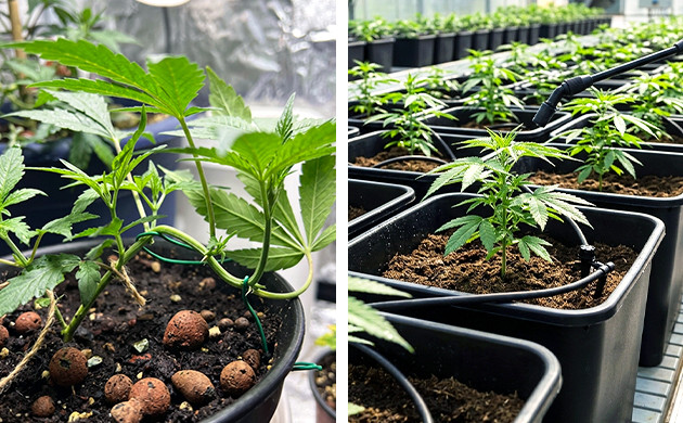 Autoflower Grow Guide