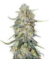 Northern Lights Autoflowering Cannabis-Samen Kaufen Northern Lights Autoflower (Seedstockers)