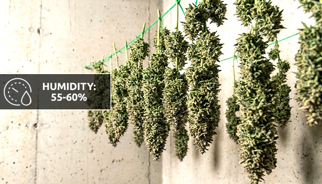 ideale Luftfeuchtigkeit für Cannabis