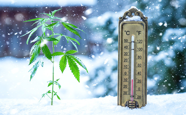 Or too cold what happens to a plant if the temperature is too low