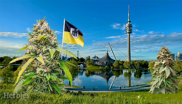 cannabis-samen in münchen