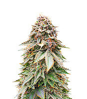Kaufe Blackberry Moonrocks Samen feminisiert von AlphaFem Seeds Blackberry Moonrocks (AlphaFem Seeds)