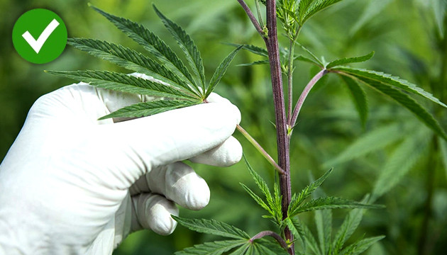 Entlaubung von Autoflower