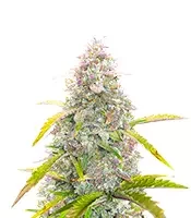 S.O.D.K Auto (Mephisto Genetics) Cannabis-Samen zu verkaufen S.O.D.K Auto (Mephisto Genetics)