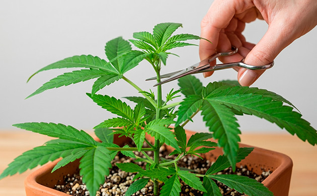 topping cannabis
