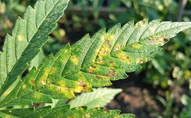 What is yellow leaf spot? leaf septoria