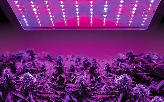 LED-Lampen für Cannabis