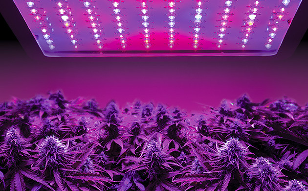 LED-Lampen für Cannabis