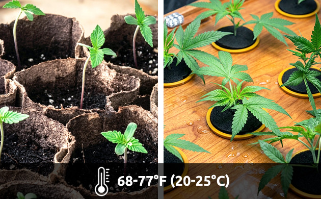 Seedlings and clones marijuana growing temperature