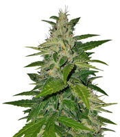 BCN Critical XXL Autoflower Cannabis-Samen Kaufen BCN Critical XXL Autoflower (Seedstockers)
