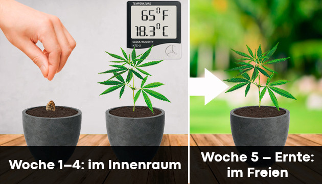 Anbau von Cannabis im Freien in Töpfen