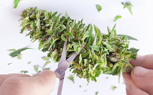 wie man Cannabis trimmt