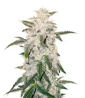 Pure Kush (Original Sensible Seeds) Cannabis-Samen zu verkaufen Pure Kush (Original Sensible Seeds)