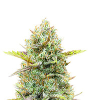 Guava Auto (Fast Buds) Cannabis-Samen zu verkaufen Guava Auto (Fast Buds)