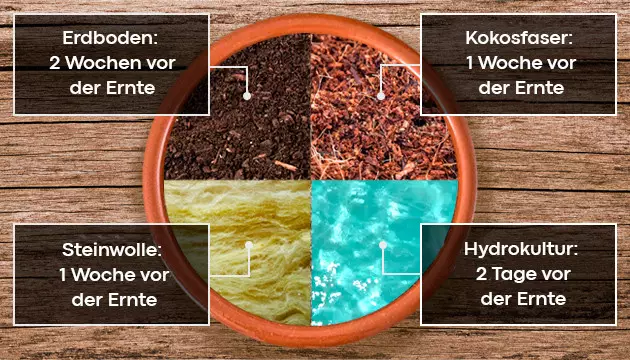 wann man Cannabispflanzen spült