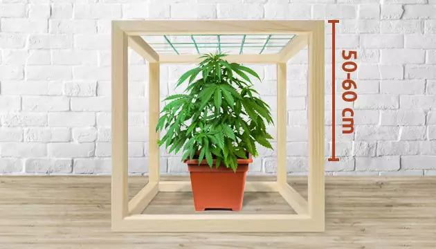 Scrog-Methode
