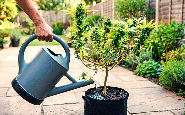 unter Bewässerung von Cannabis