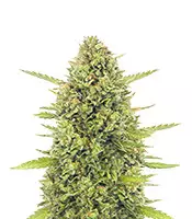 Acapulco Gold Cannabis-Samen Kaufen Acapulco Gold (Barney's Farm)