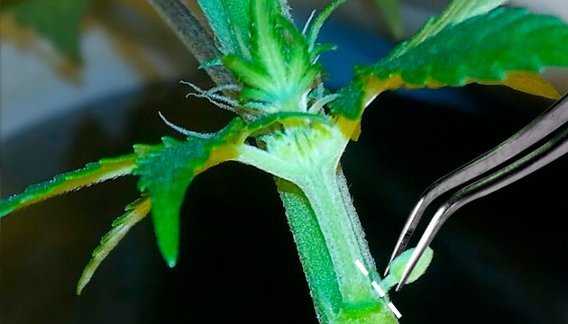 Wie sieht eine zwittrige Cannabispflanze aus?