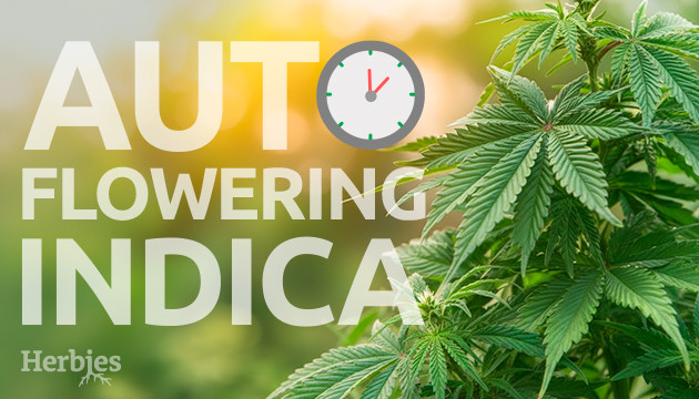 Best Autoflowering Indica Strains best auroflowering indica cannabis strains