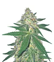 The New (Humboldt Seeds Organization) Cannabis-Samen zu verkaufen The New (Humboldt Seeds Organization)