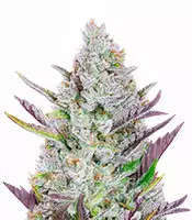 Wedding Glue Auto (Fast Buds) Cannabis-Samen zu verkaufen Wedding Glue Auto (Fast Buds)