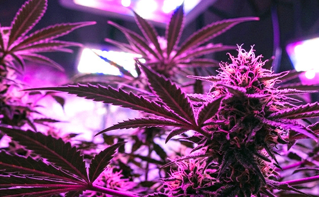 increase resin production before harvest