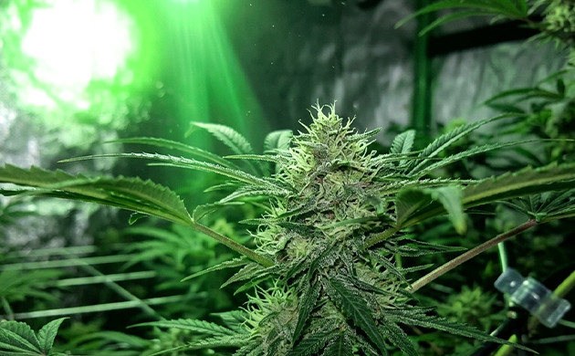 There were light leaks in your growing area cannabis not flowering