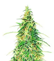 Apple Betty Auto Cannabis-Samen Kaufen Apple Betty Auto (Herbies Seeds)