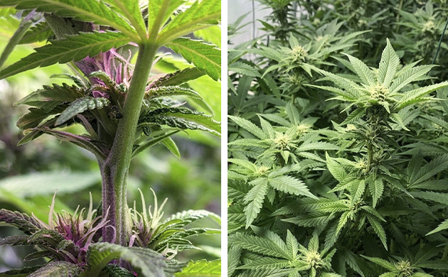 marijuana flowering stage